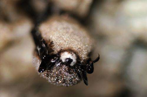 UA researchers trace bat killer's path