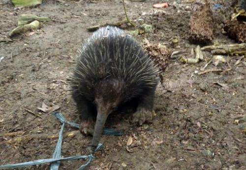 Undated Department of Environment and Natural Resources handout photo released on February 16, 2014 shows an echidna, one of the