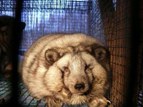 Undated Four Paws handout photo shows an overweight Polar fox with eye problems in a cage at a fur farm at an undisclosed locati