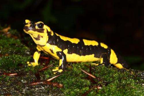 Undated photo courtesy of the Imperial College London shows a fire salamander