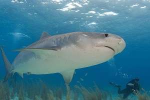 Underwater sound and lights show considered to repel sharks