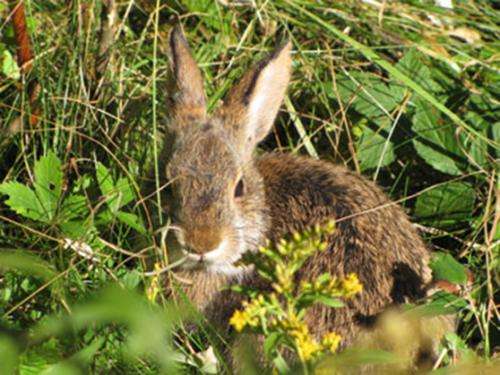 UNH NHAES researchers work to save endangered New England cottontail