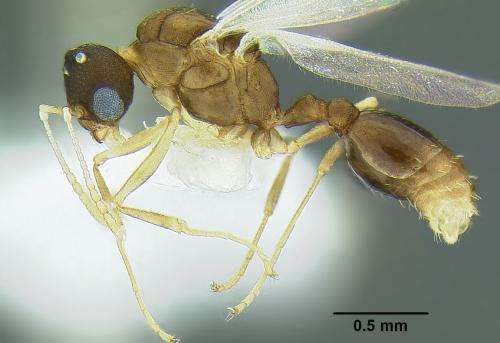 Unique specimen identifiers link 10 new species of ant directly to AntWeb
