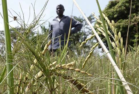 Unknown rice parasite threatens harvests in Africa