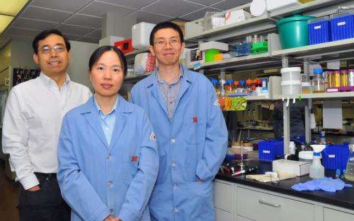 UNL team explores new approach to HIV vaccine