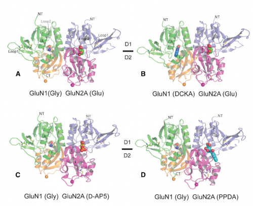 Unprecedented structural insights: NMDA receptors can be blocked to limit neurotoxicity