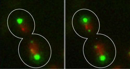 Unraveling cell division