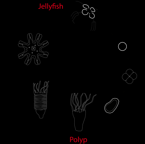 Unraveling jellyfish metamorphosis
