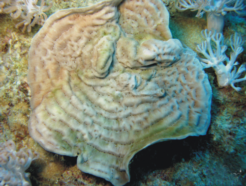 Unraveling the mysteries of the Red Sea: A new reef coral species from Saudi Arabia
