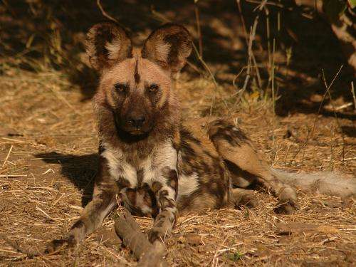 Unusual approach may offer hope for endangered african wild dog
