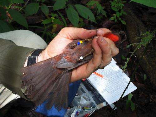 Urban ecologist conducts research for the birds
