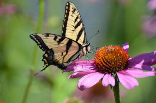 Urbanization, higher temperatures can influence butterfly emergence patterns