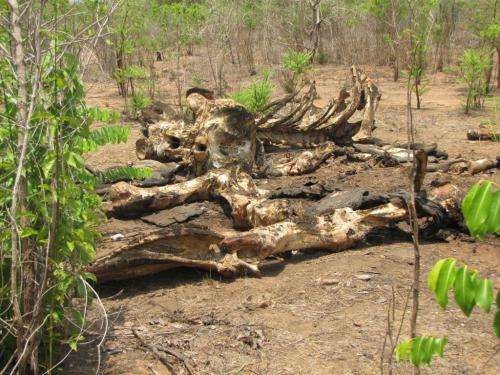 Urgent international action needed following elephant poaching statistics in Mozambique