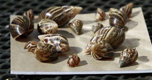 USDA seizes more than 1,200 illegal giant snails