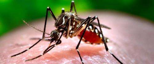 Use of dengue vaccine may cause short-term spikes in its prevalence