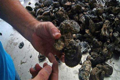US Gulf oyster harvest nose-dives since BP spill