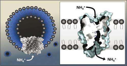 Using artificial lipid vesicles, biochemists show how membrane proteins transport ammonium