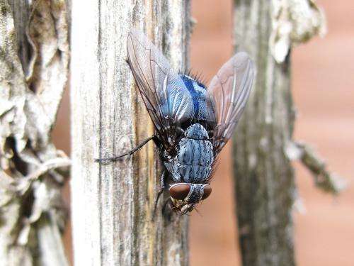 Using blowflies as ‘meth detectors’