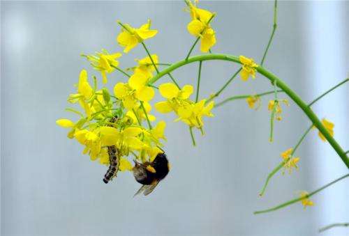 Using different scents to attract or repel insects