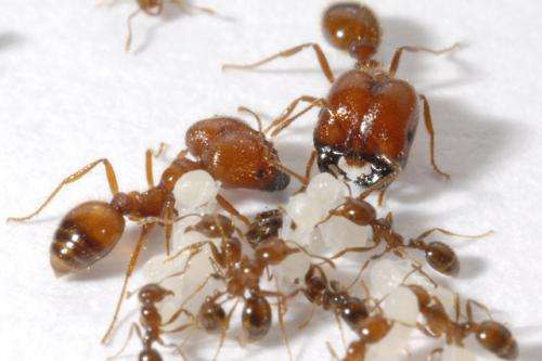 Using poison-frog compounds to control fire ants