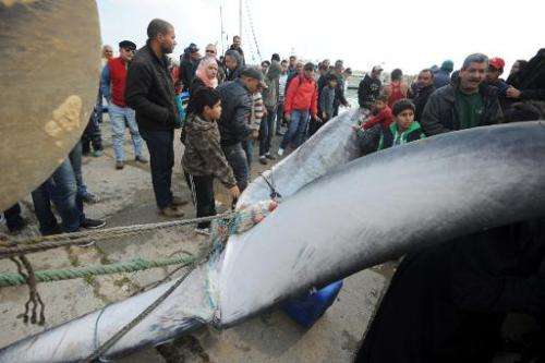 Using ropes attached to its tail, Tunisian fishermen pull a whale onto the docks which they found caught in their nets off the c