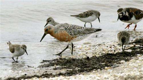 US names red knot bird a threatened species