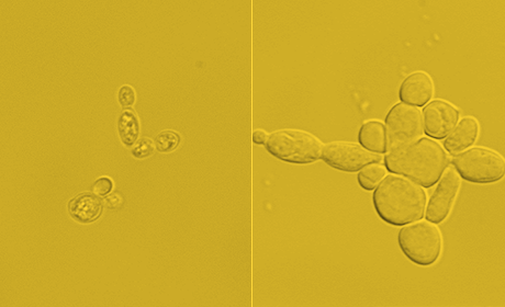 UT Austin engineer converts yeast cells into 'sweet crude' biofuel
