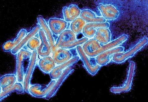 UTMB researchers develop treatment effective against lethal Marburg virus