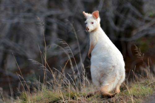 UTS kangaroo research program confirms rare albino wallaroos on Mount Panorama