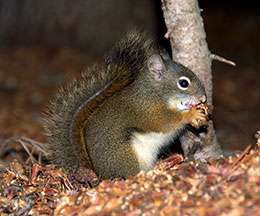 UW Research: Squirrels Counter Evolutionary Impact of Fire on Lodgepole Pine