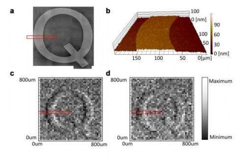 Researchers use quantum entanglement to improve differential interference contrast microscopy