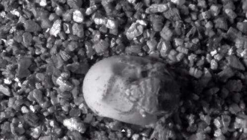 Extremely rare footage of a tuatara hatching captured on film (w/ Video)