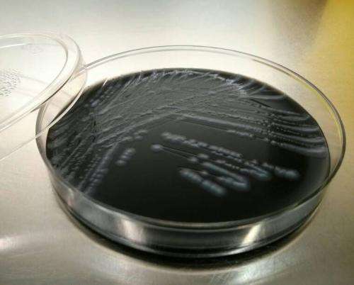 Valencian researchers state that the legionella outbreaks of Alcoy may have multiple sources