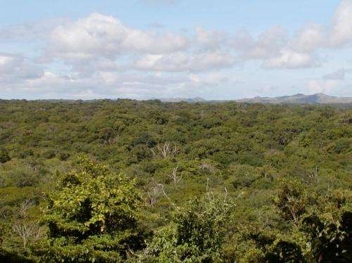 Variation in antibiotic bacteria in tropical forest soils may play a role in diversity