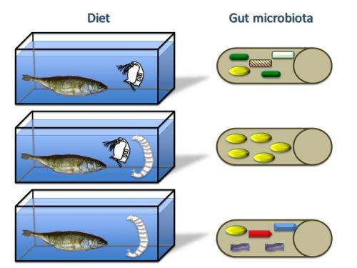 Variety in diet can hamper microbial diversity in the gut