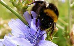 Variety the spice of life for pollinating insects