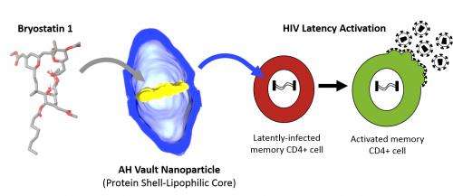Vault nanoparticles show promise for cancer treatment and possible HIV cure