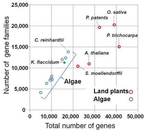 Genome analysis reveals how algae evolved into land plants