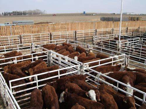 Veterinary research highlights refocus for cattle export