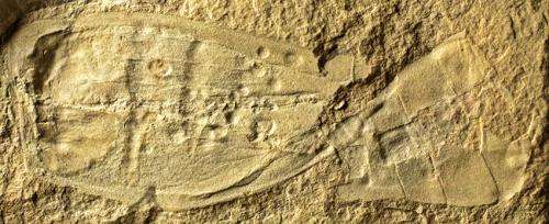 Ancient fossils confirmed among our strangest cousins