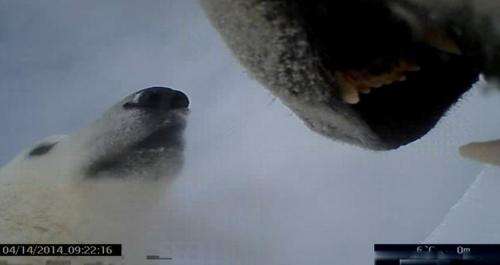 Video from polar bear's neck cam shows life on ice