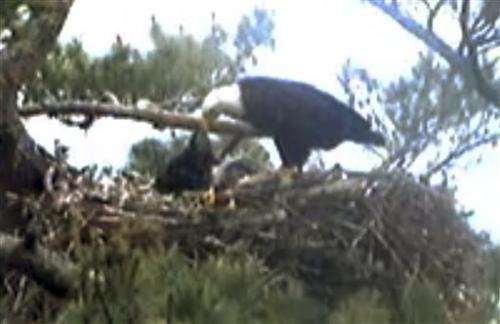 Viewers alarmed when baby eagle dies on webcam
