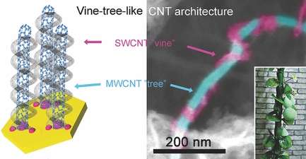 Vine-tree-like CNT architectures