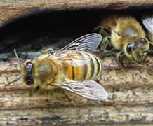 Virtual bees help to unravel complex causes of colony decline