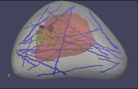 "Virtual breast" could improve cancer detection