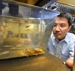 Virus, zebrafish enable scientists to map the living brain
