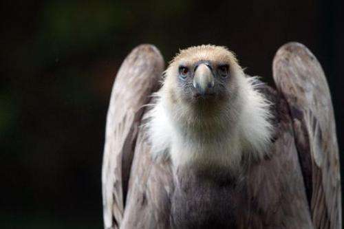 Vultures have special digestive systems adapated to deal with putrid carcasses that would be toxic to many other animals