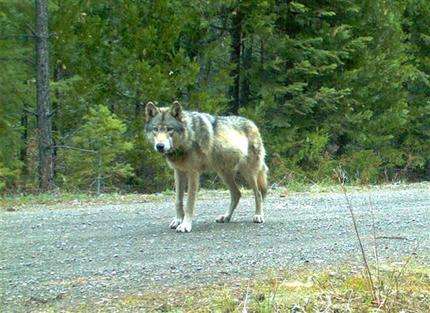 Wandering Oregon wolf may have found a mate