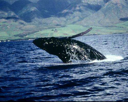Want to save the whales? Put a price on them says ASU professor
