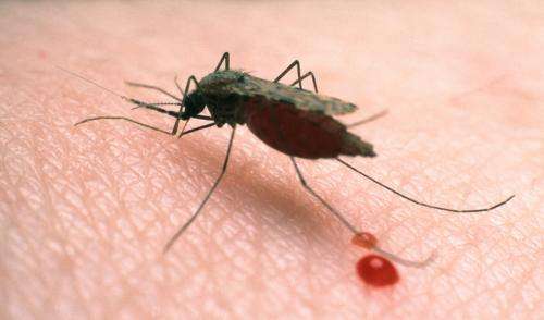 Warmer temperatures push malaria to higher elevations